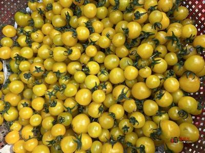 奮進(jìn)的春天|禮泉縣 打造精品高端果業(yè)產(chǎn)區(qū)，品牌化種植推動(dòng)產(chǎn)業(yè)轉(zhuǎn)型升級(jí)